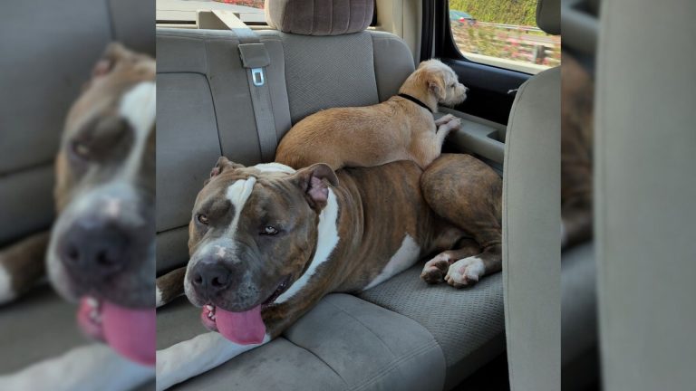 giant pitbull and a smaller dog in a car