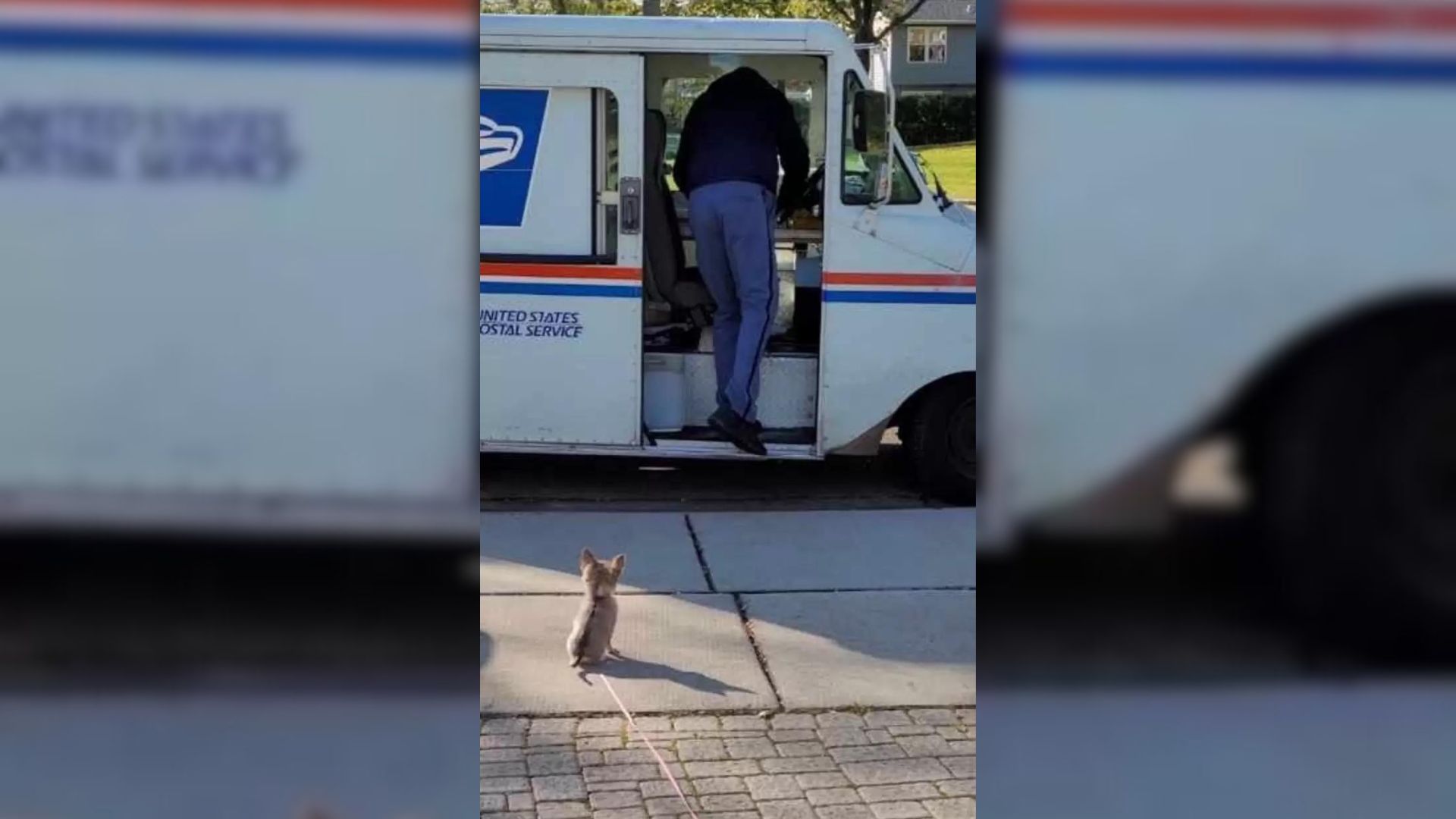 chihuahua in love with postman