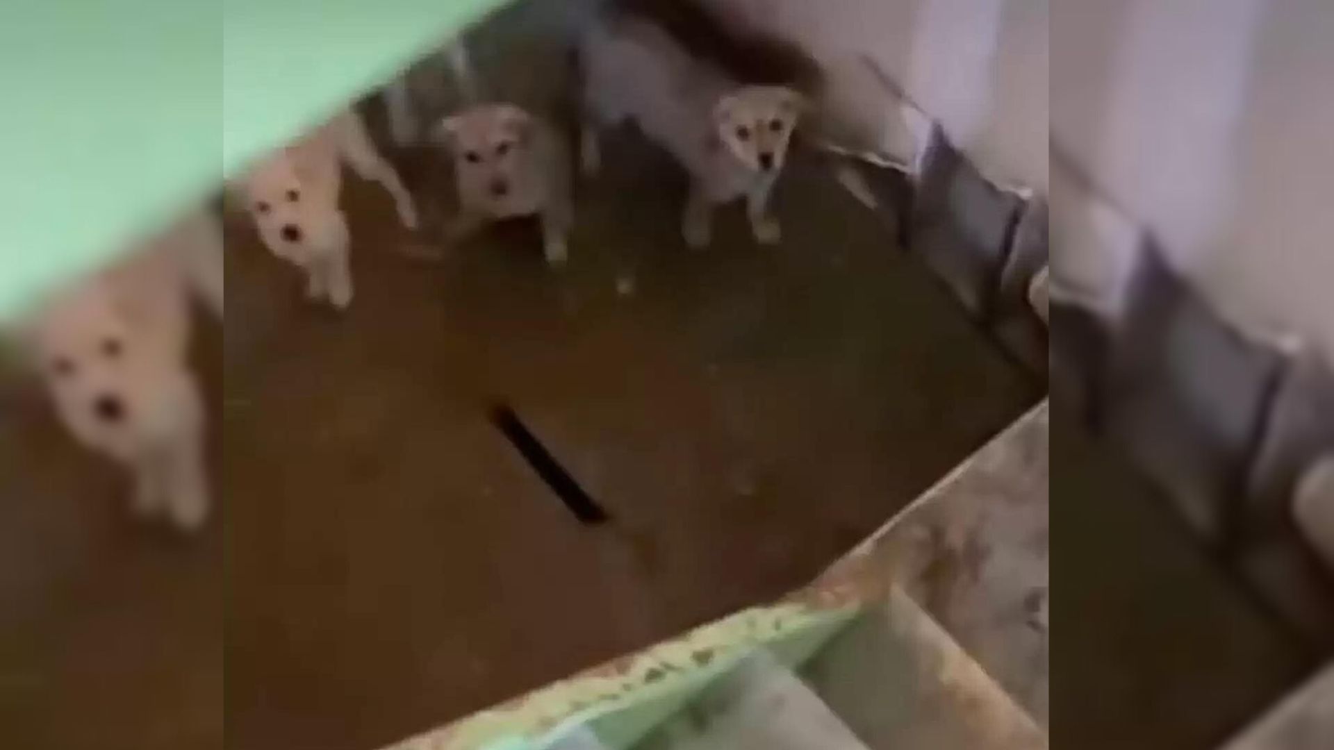 puppies in the basement