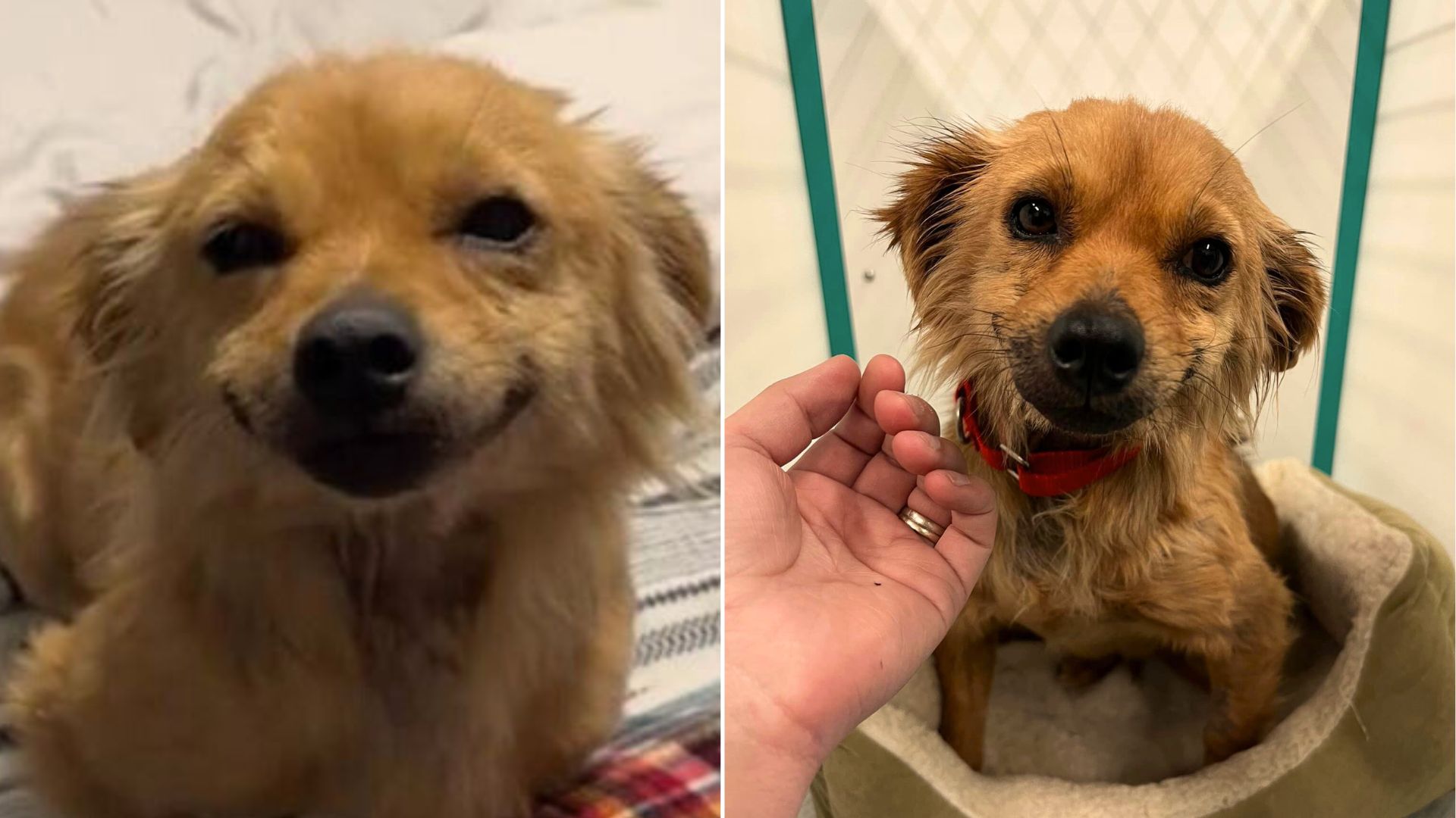 Dog Saved From A Hoarding Situation Can’t Stop Smiling In A New Home