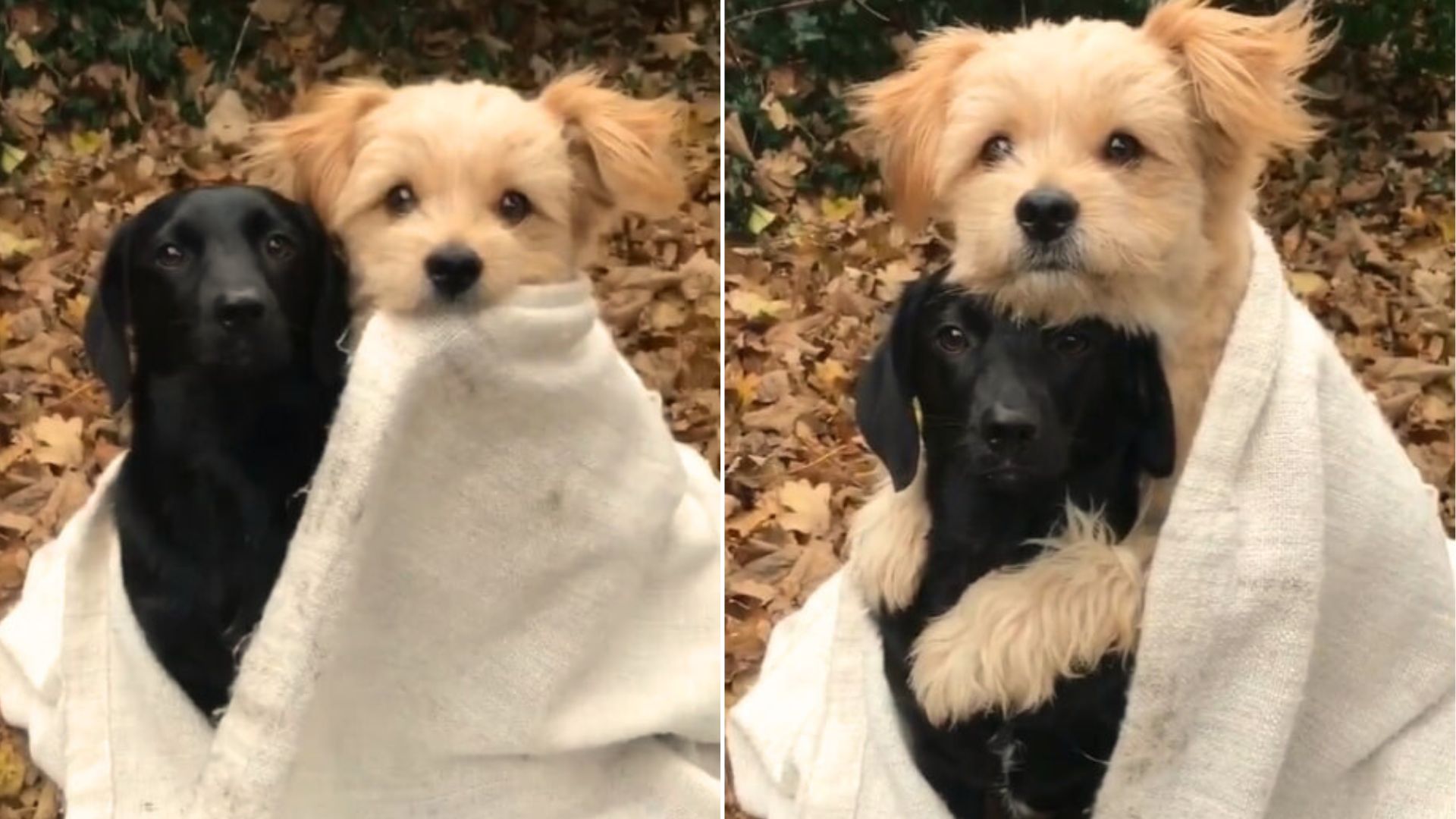 two tiny puppies wrapped in a white blanket