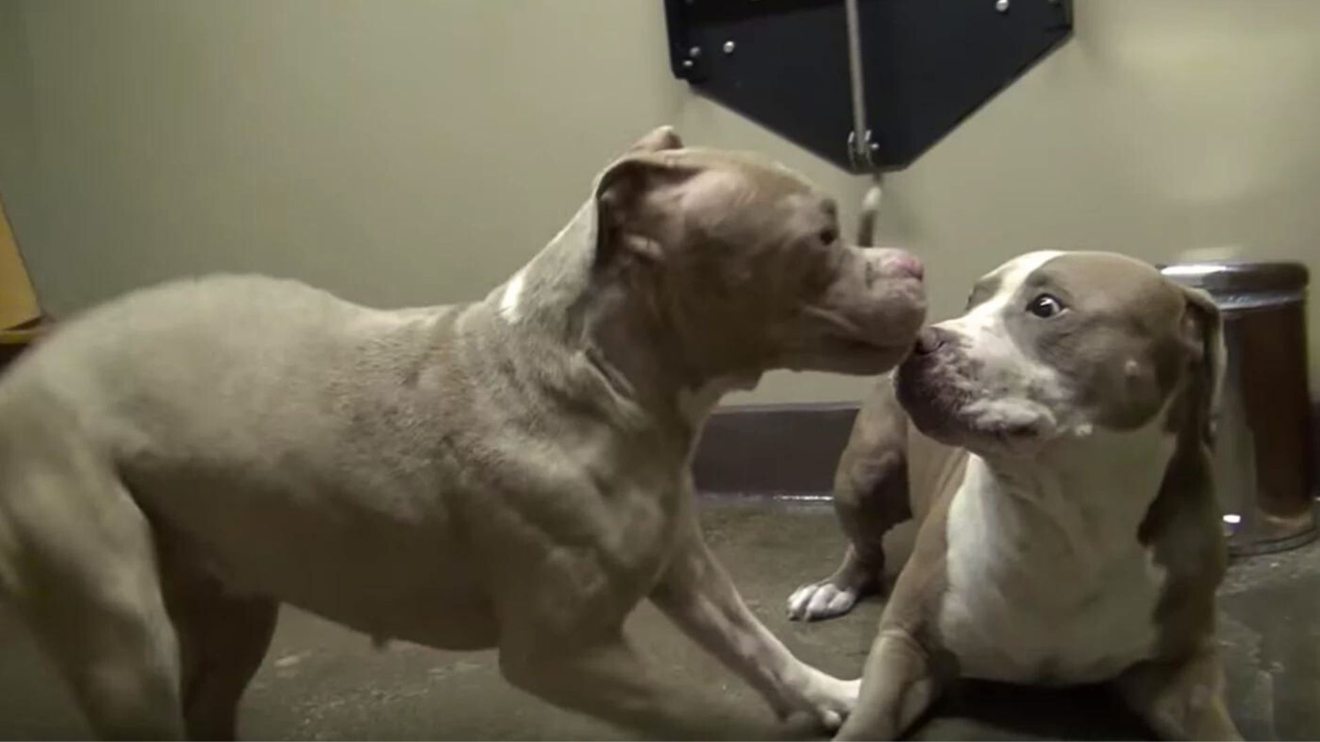two rescued pit bulls