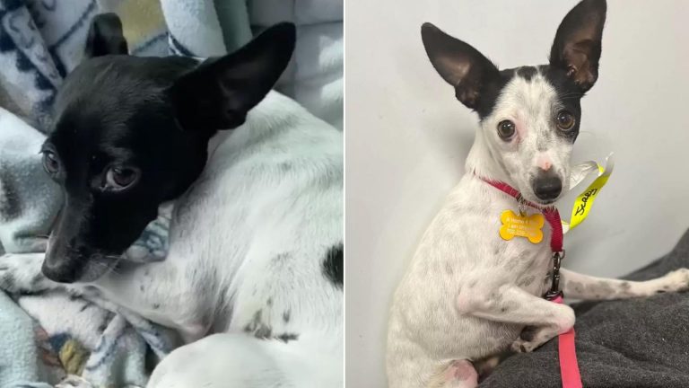 black and white dog