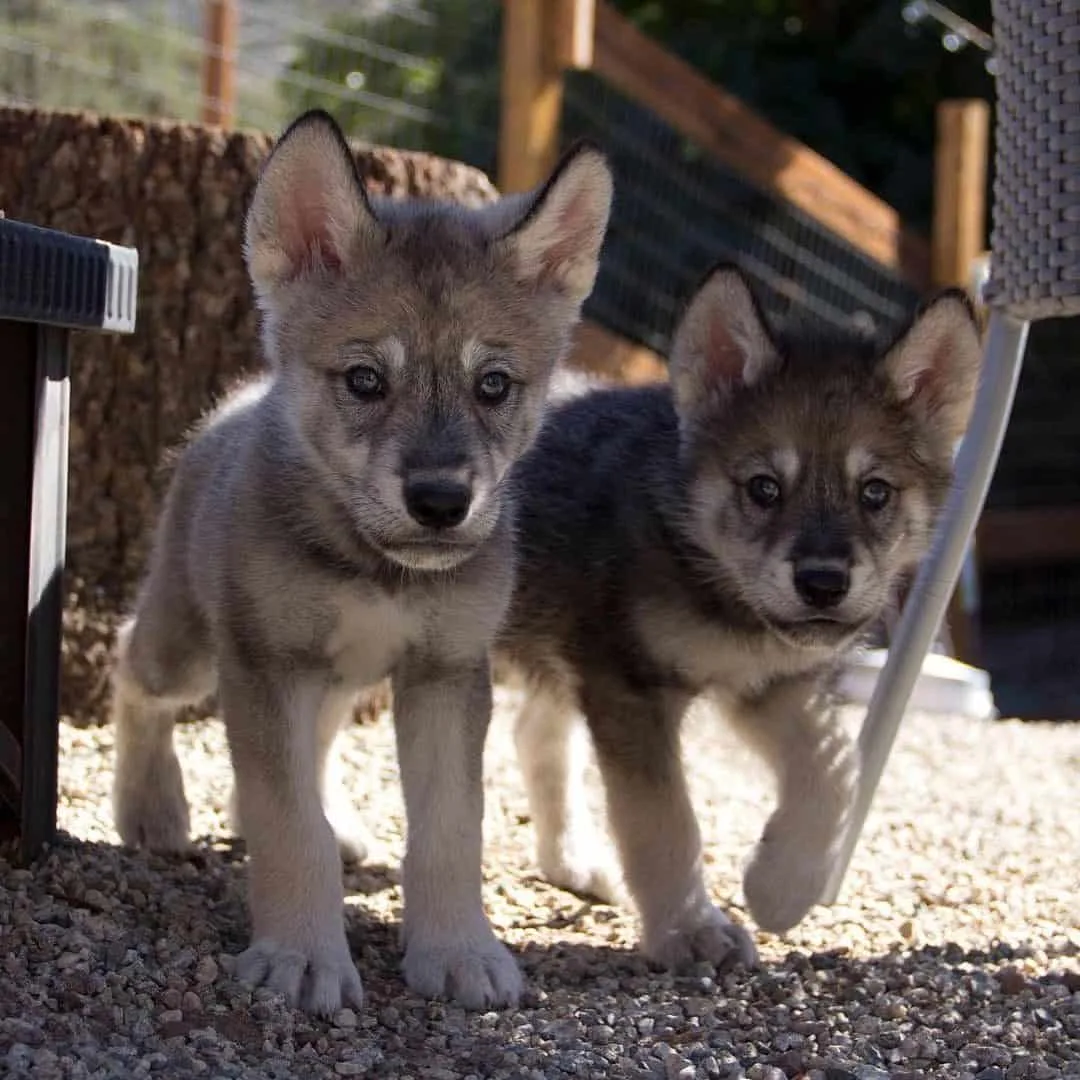Dos perros lobo bebés