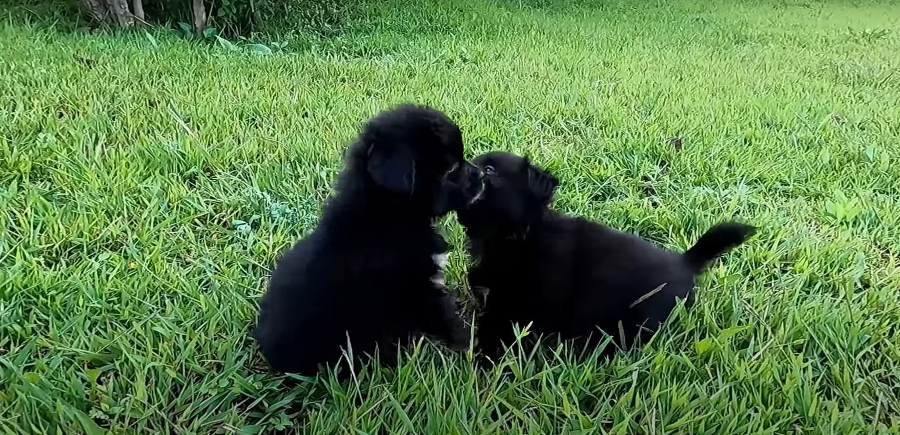 Two dogs playing in grassfield