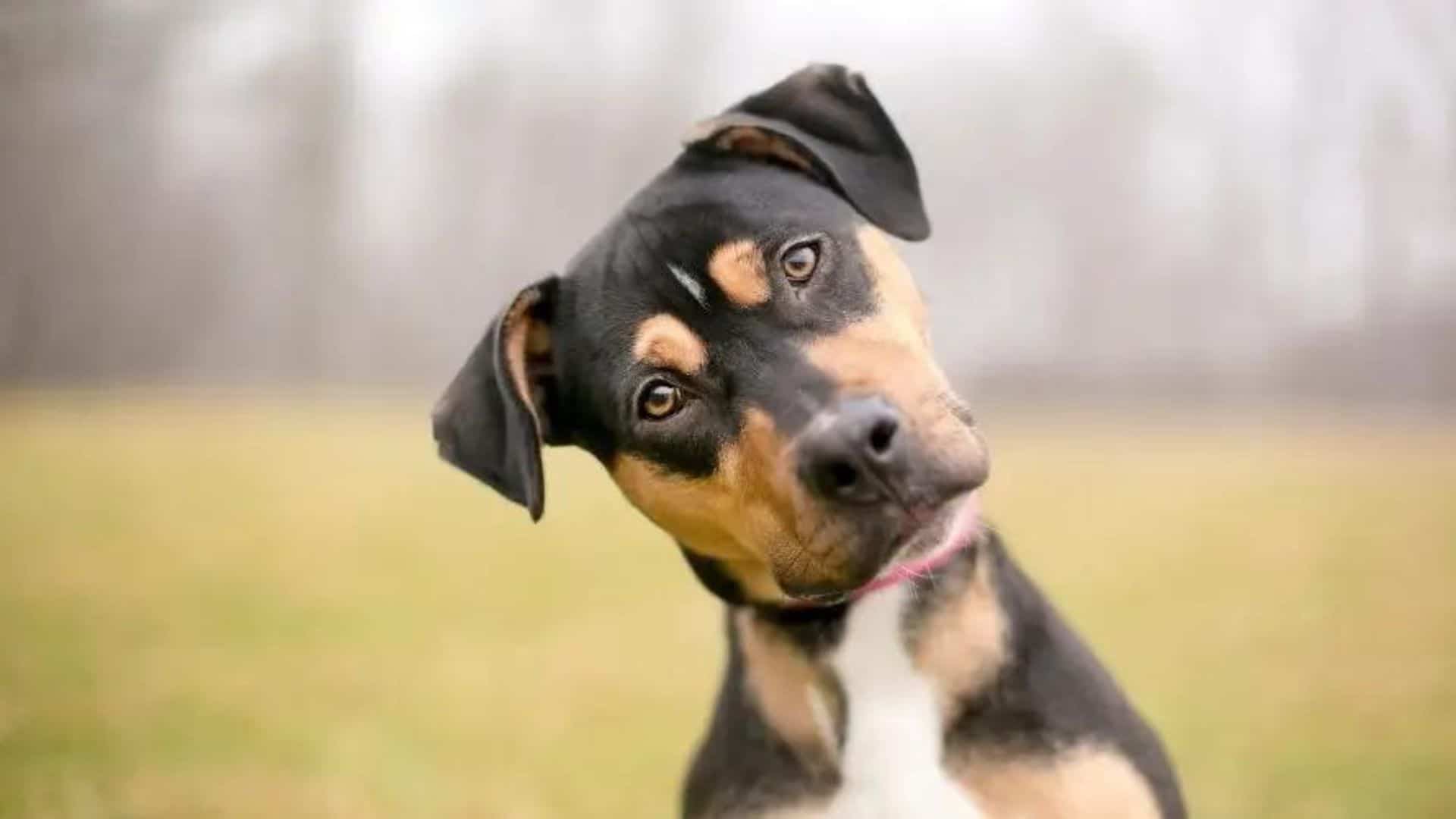 2 Logical Reasons Why Dogs Tilt Their Head