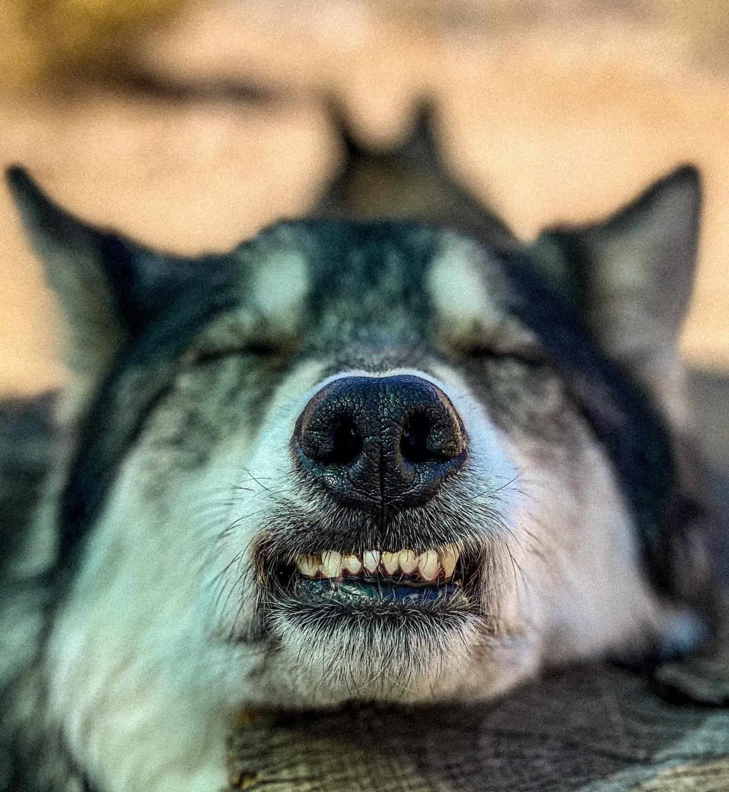 Perro lobo mostrando sus dientes