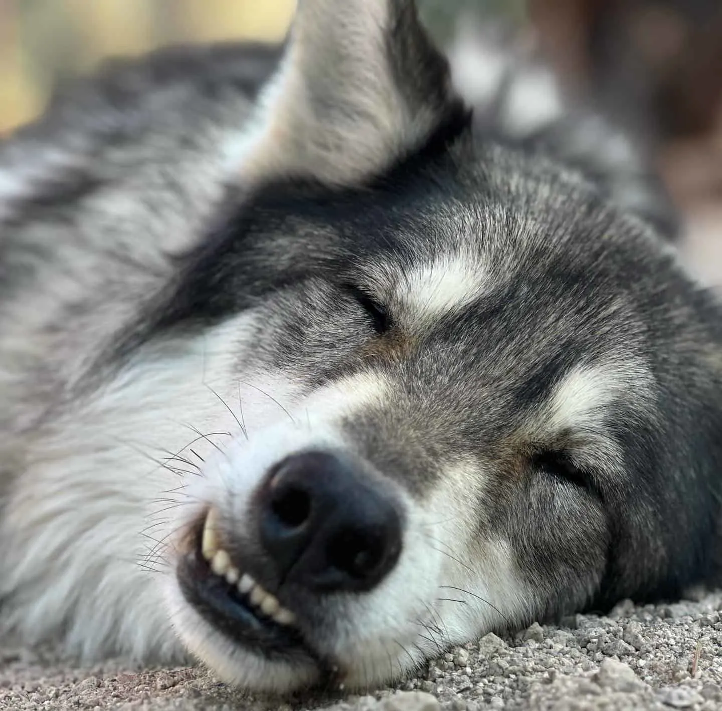 perro lobo durmiendo