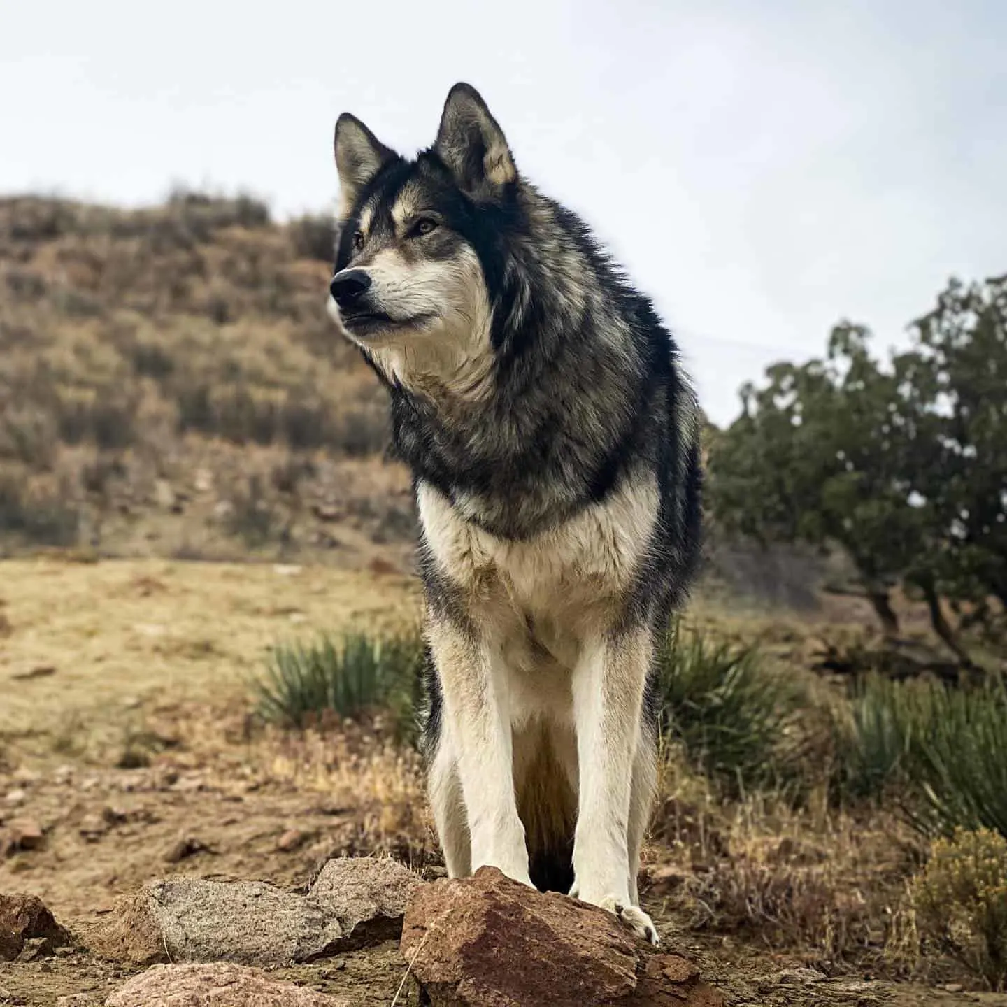 Perro lobo parado en la montaña
