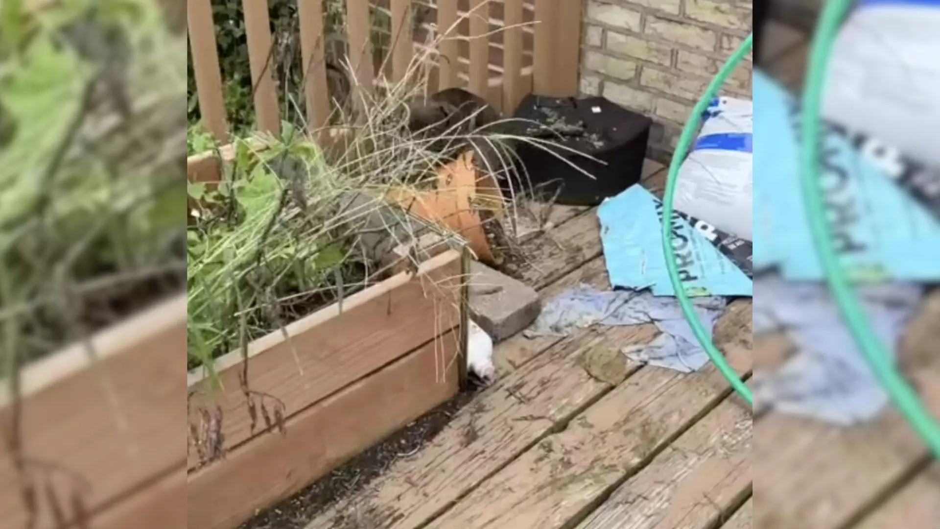puppy hiding behind broken flower pot on a ruined porch