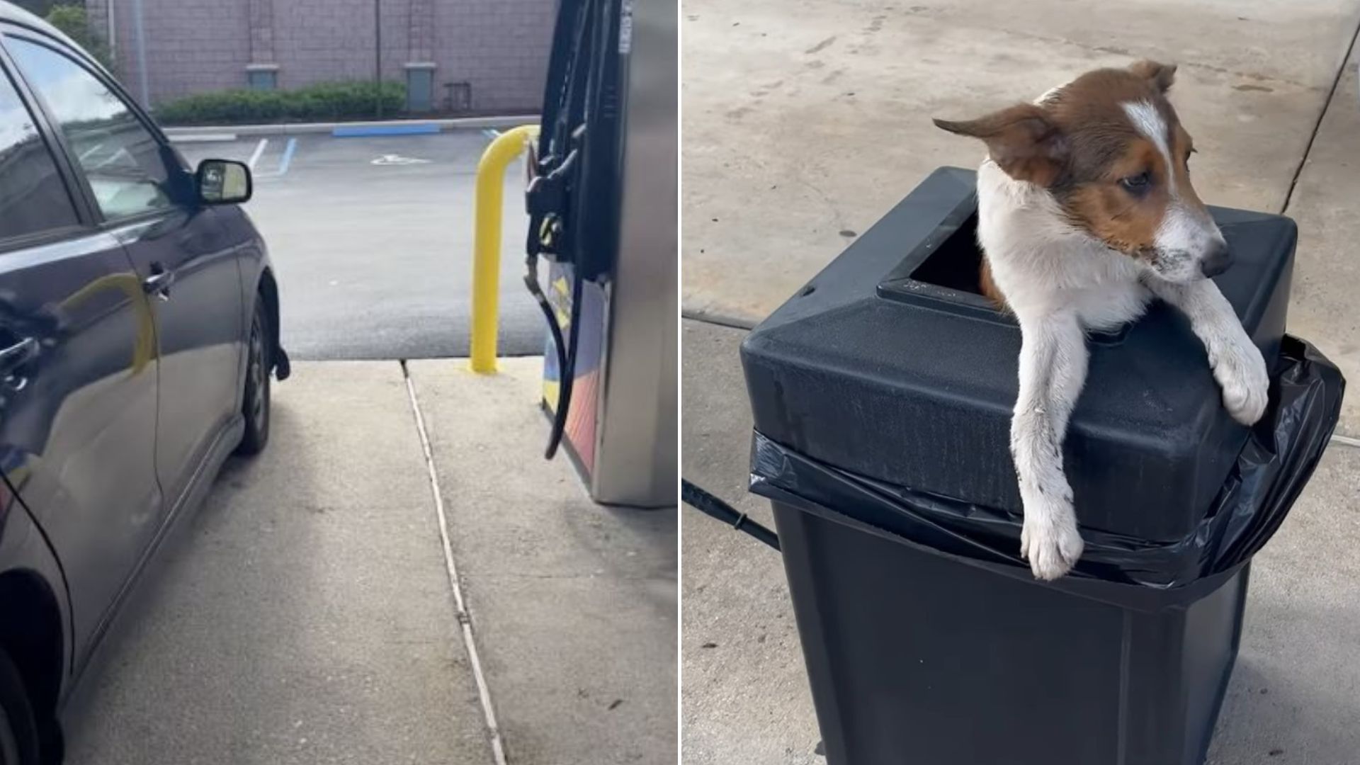 puppy stuck inside a trash can