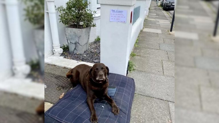 Woman Encounters A Senior Lab Sitting Outside