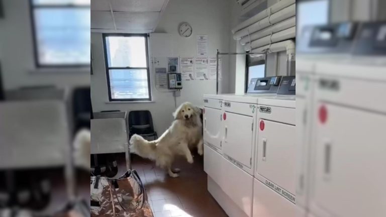 Woman Finds A Dog Exploring The Laundry Room