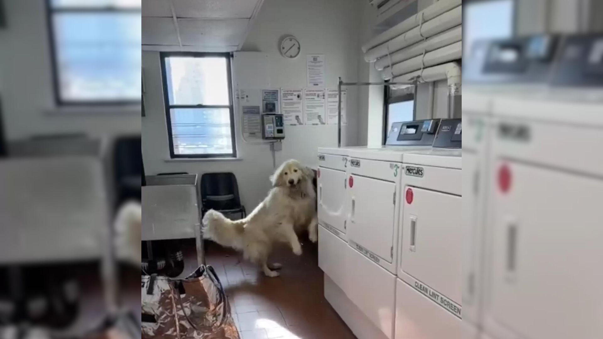Woman Finds A Dog Exploring The Laundry Room