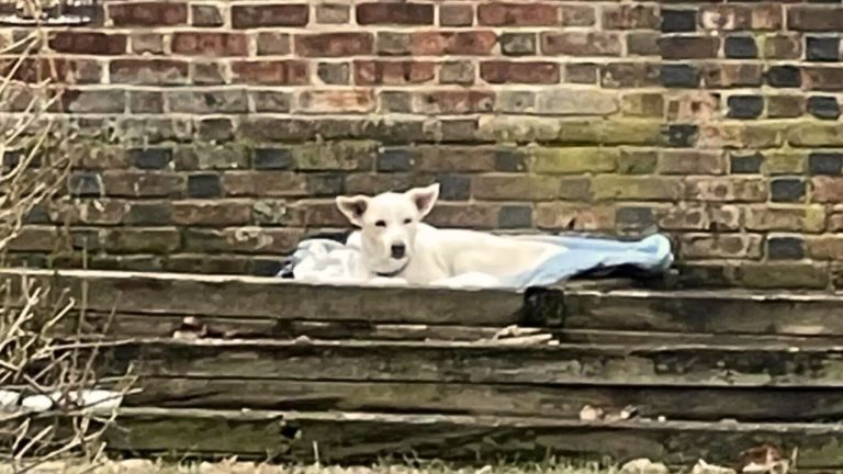 a woman finds a surprise in her flower bed