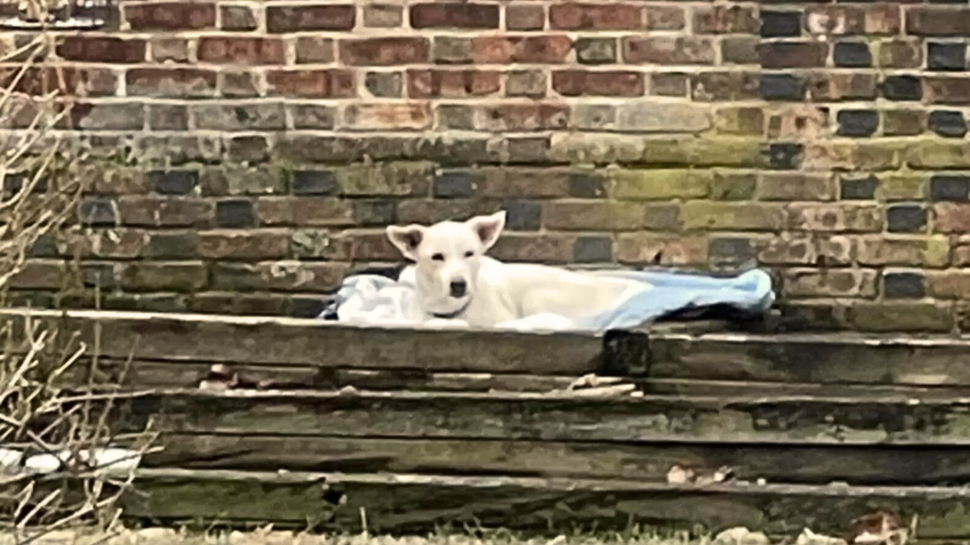 a woman finds a surprise in her flower bed