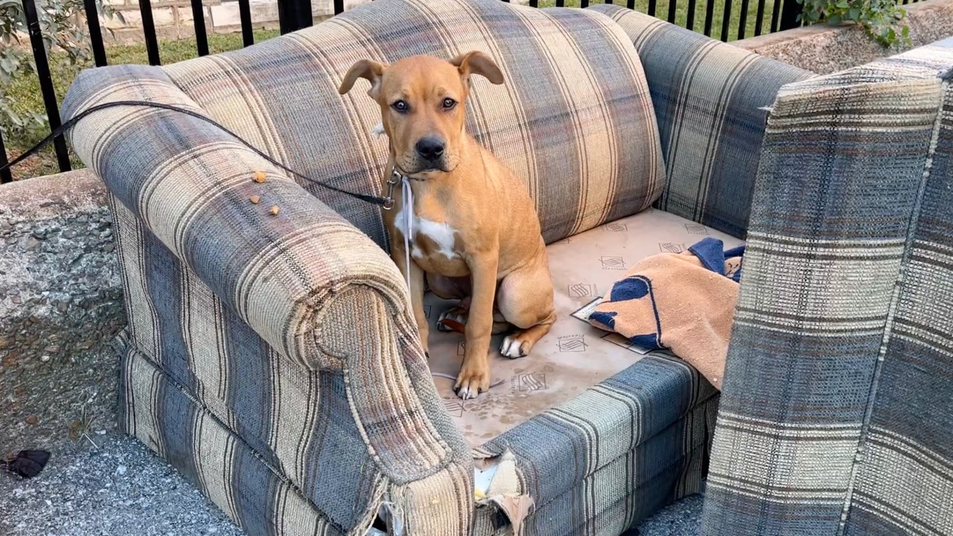 dog sitting on a couch tied to a fence