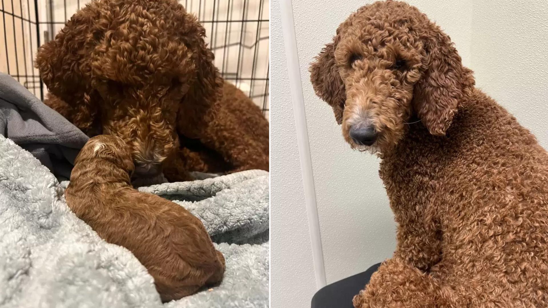 Cute dog with long fur