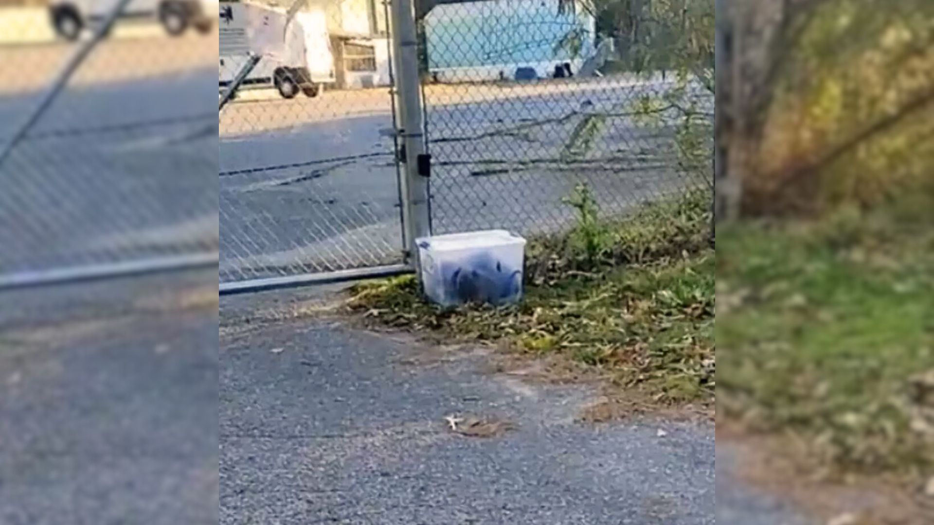 Woman Realized There Was A Plastic Container On Her Front Lawn So She Decided To Investigate