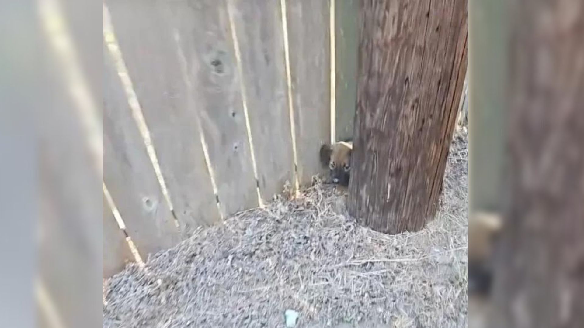 Woman Notices A Puppy Abandoned Near The Road