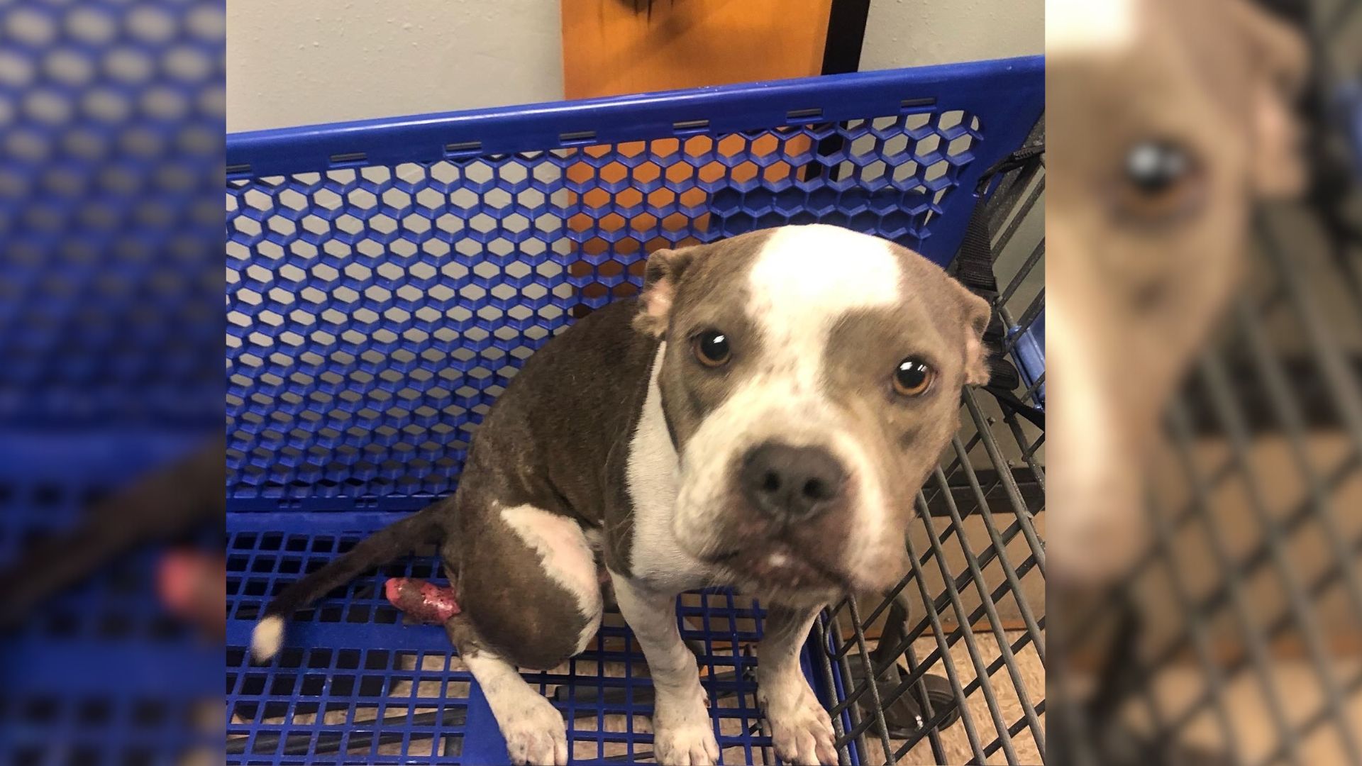 This Sweet Dog Was Left In A Shopping Cart Until An Employee Noticed Him