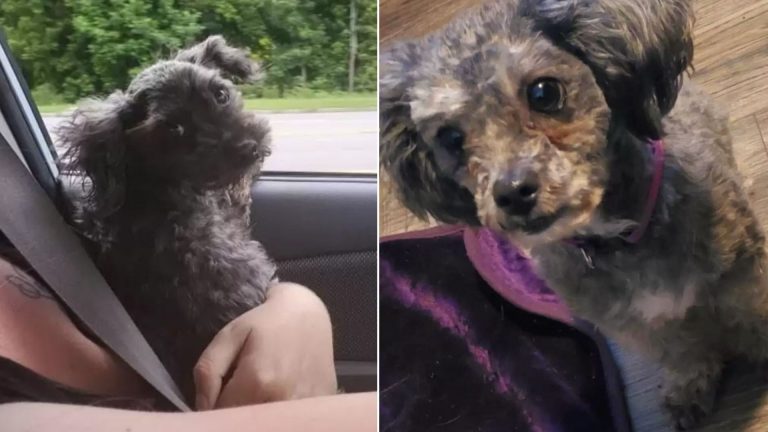 woman with rescued dog