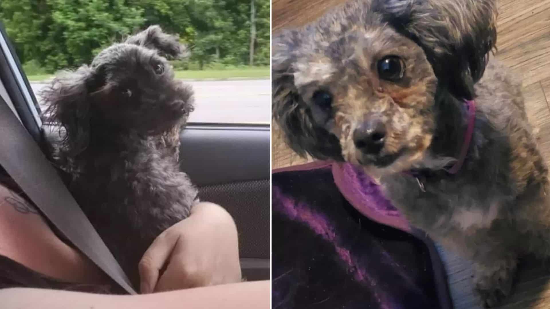 woman with rescued dog
