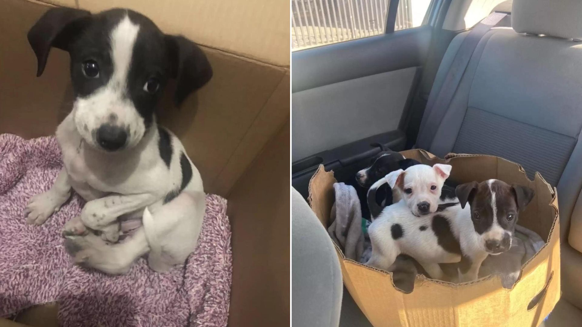 puppies on car seat