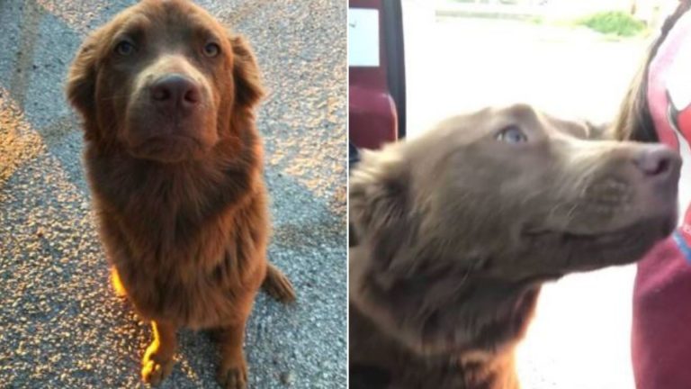 woman rescues a stray dog