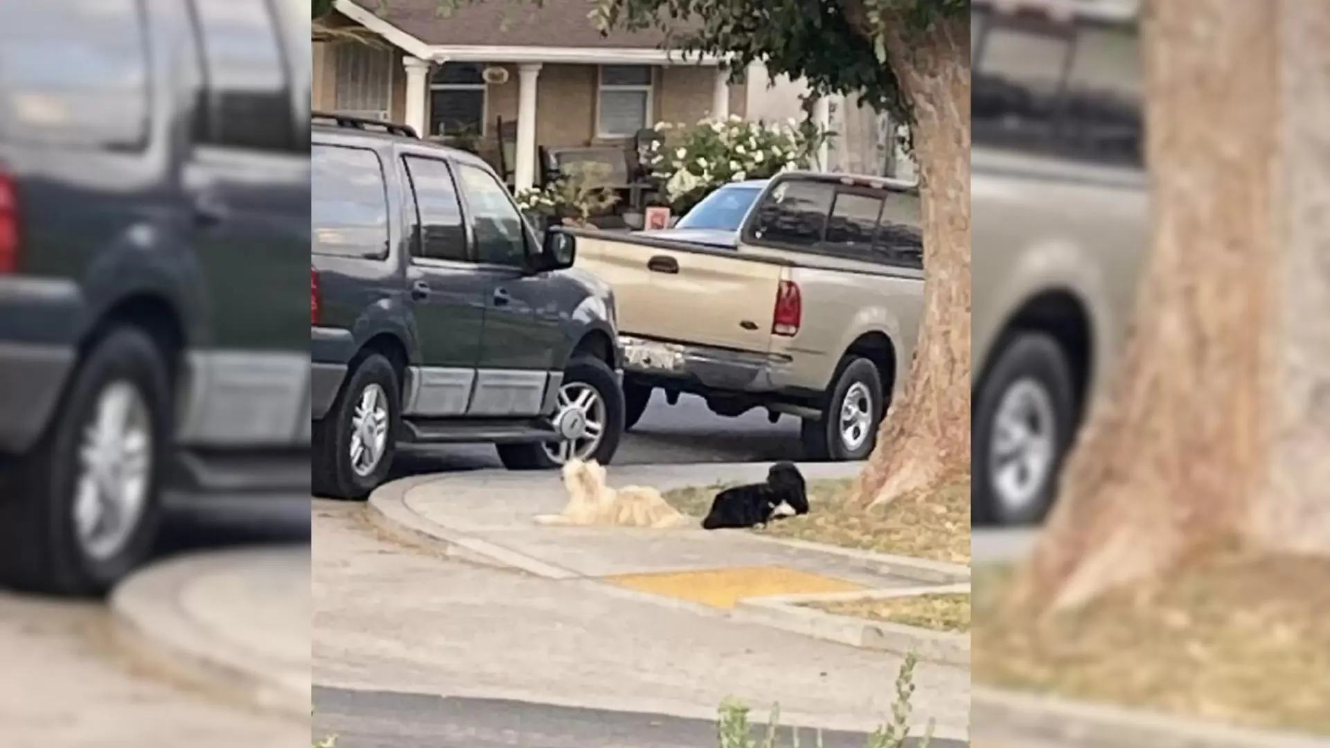 Perros que no podían imaginar la vida sin el otro, salvados por una mujer cariñosa