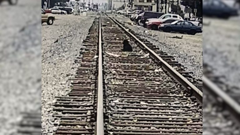 black dog on train tracks