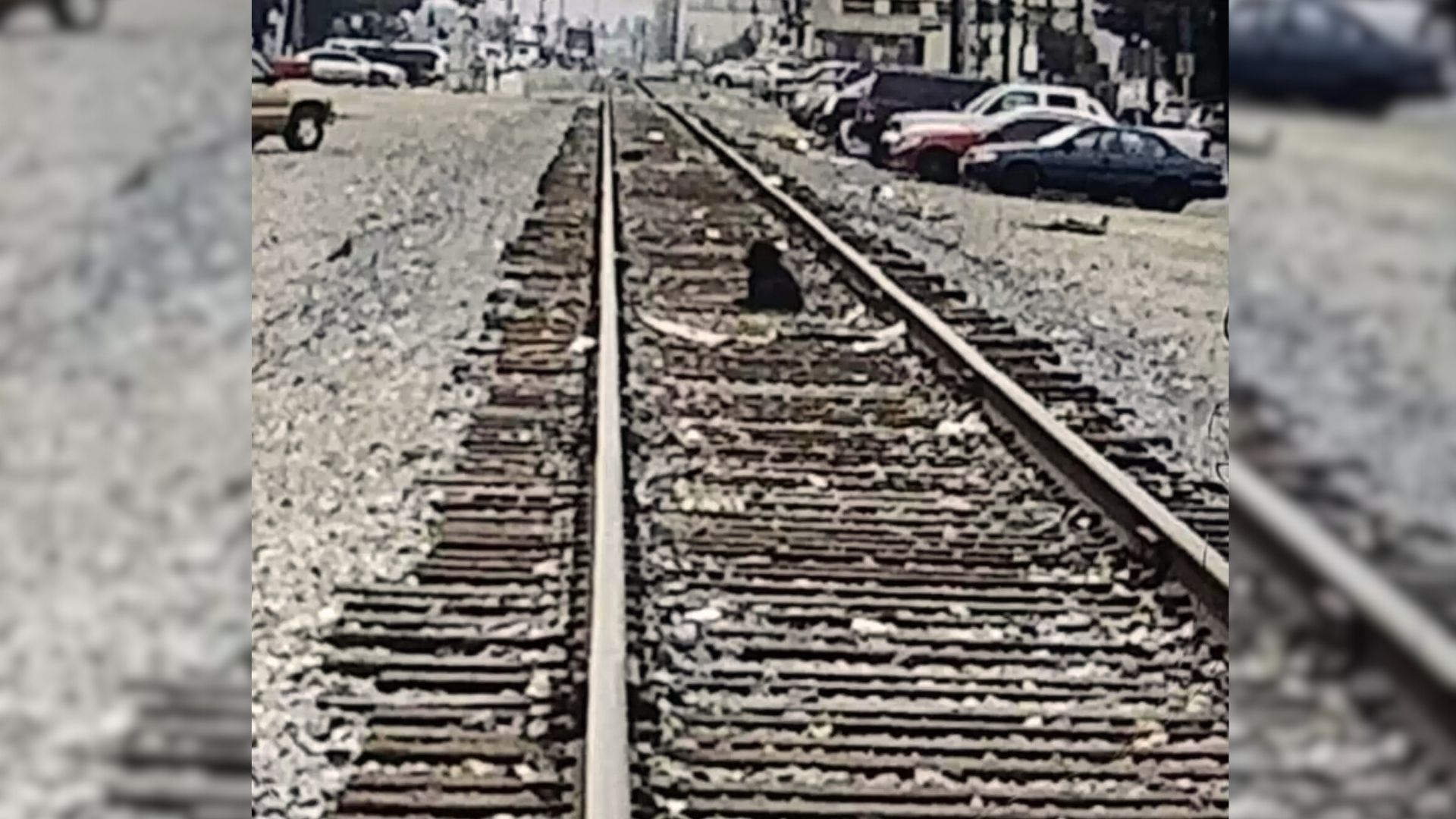 black dog on train tracks