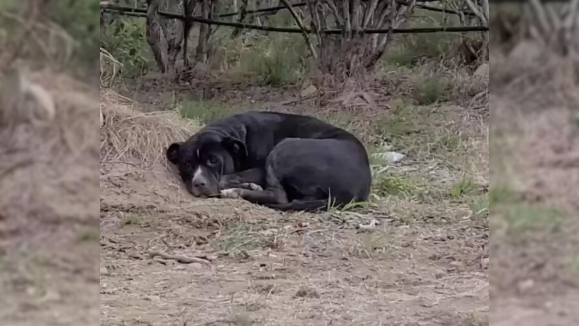 injured pitbull