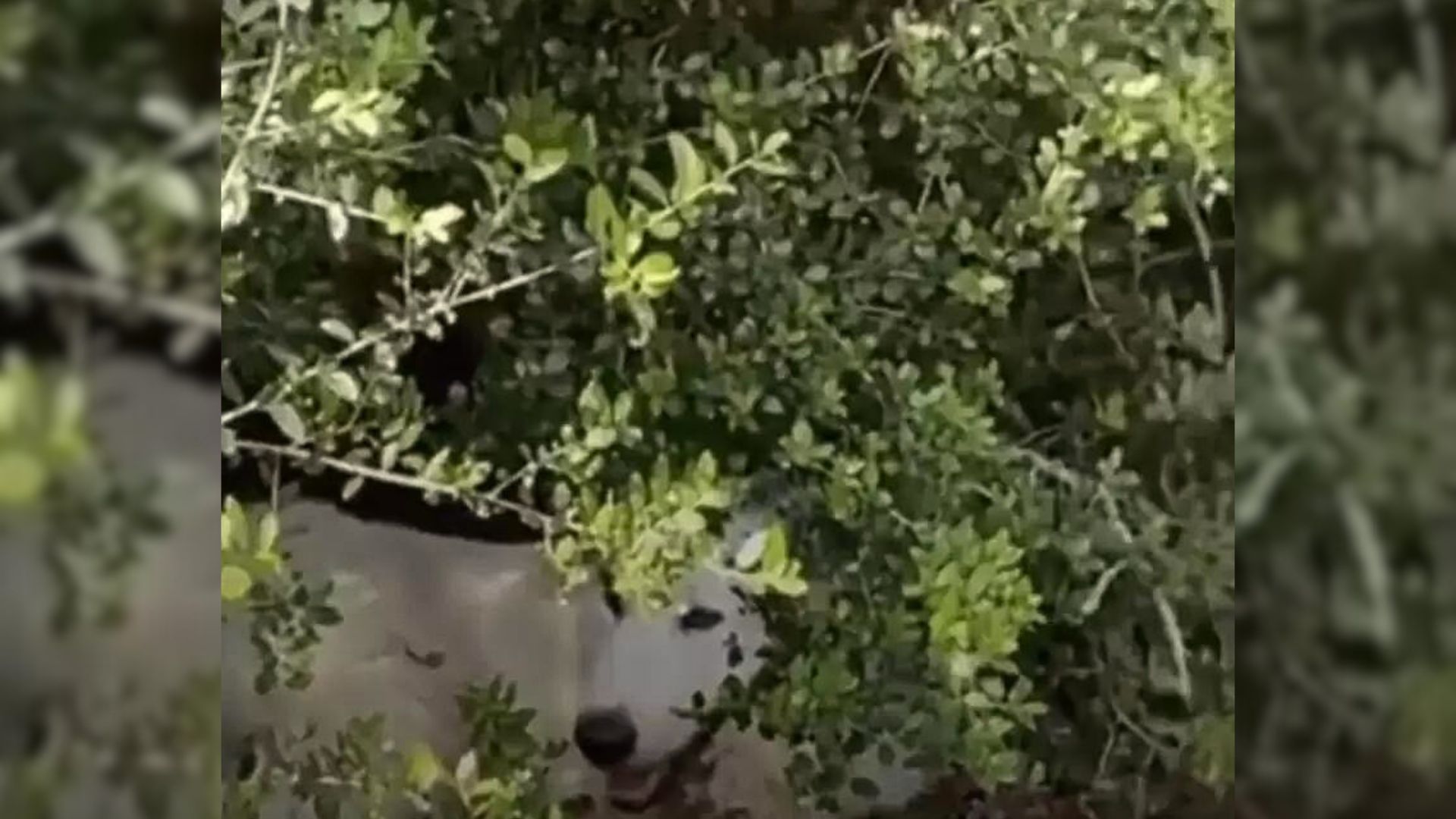 Woman Spots A Beautiful Great Pyrenees Hiding In Bushes
