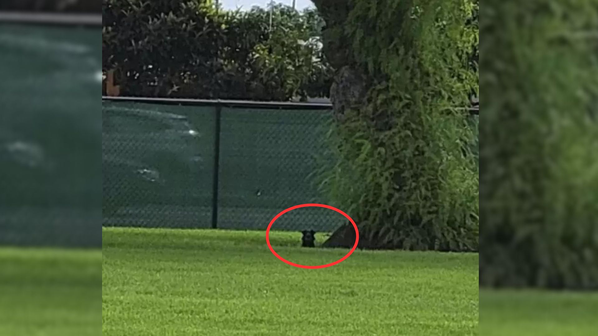 dog near big tree