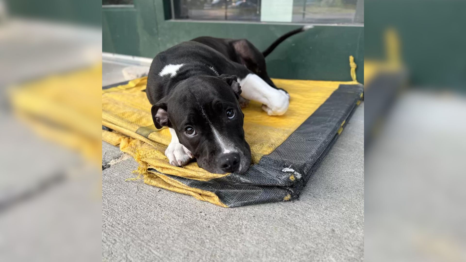 dog lying down on black and yellow board