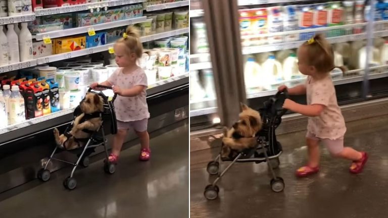 kid pushing dog in supermarket
