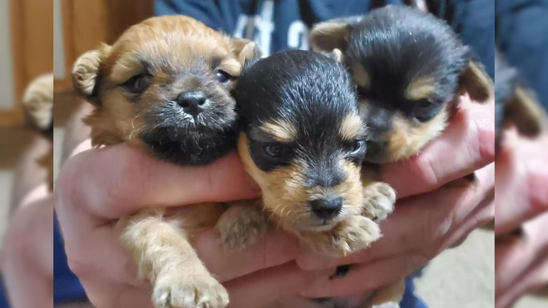 three puppies in the hands of the owner