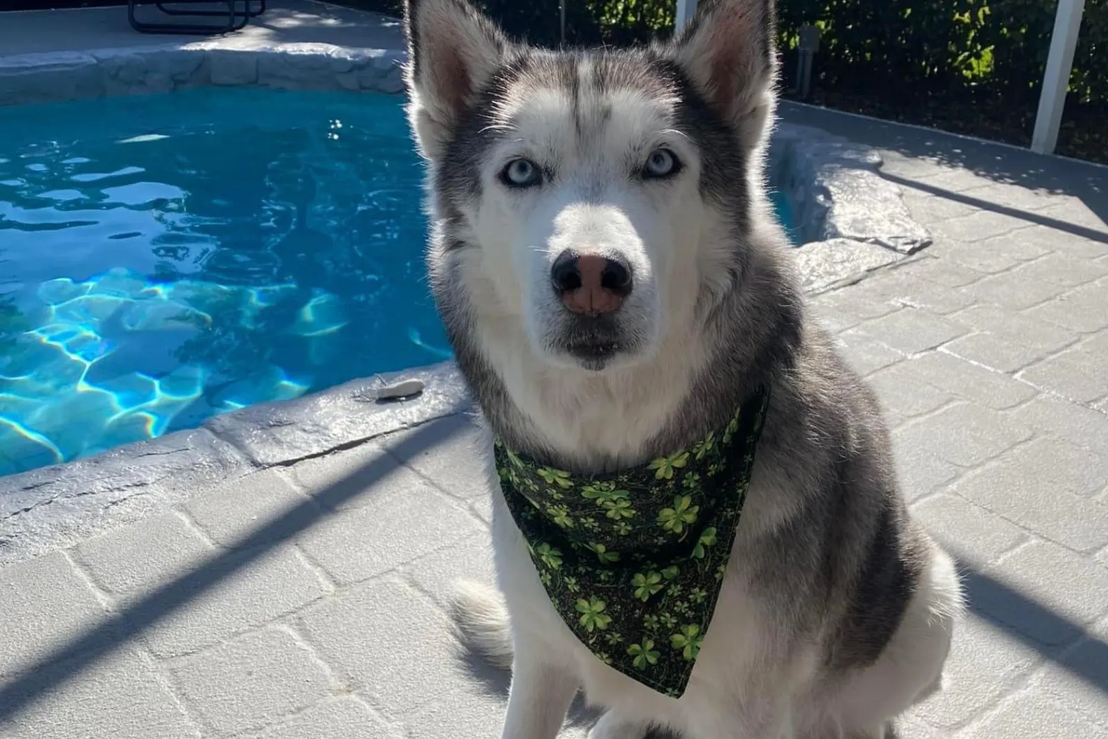 a beautiful dog is sitting by the pool