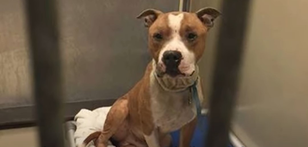 a brown pittie in a cage is sitting and looking at the camera