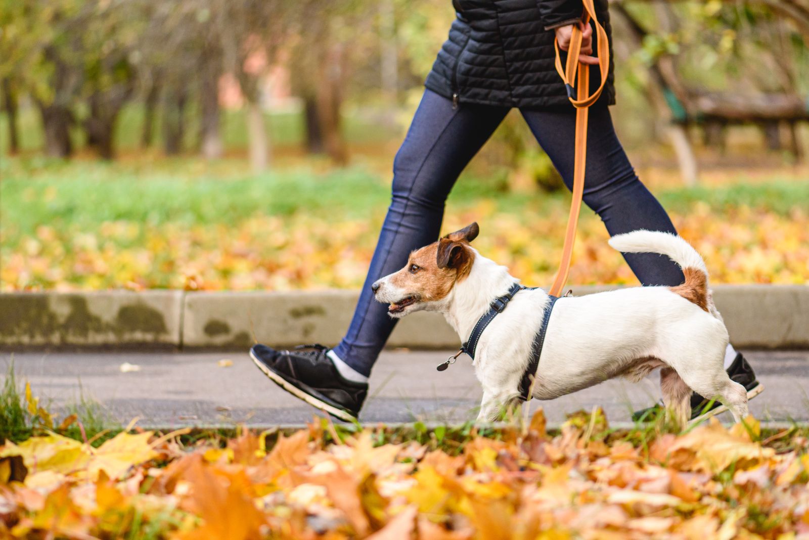a dog walks with a woman on a leash in the park