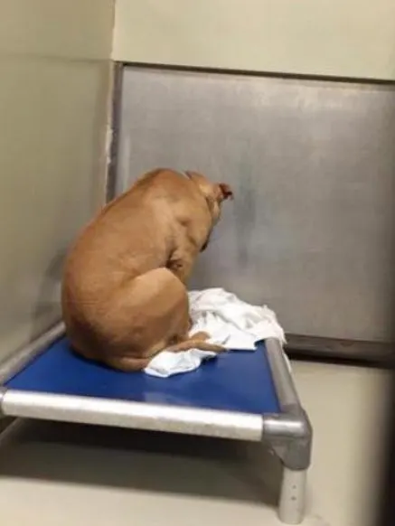 a dog whose adoption failed sits sadly