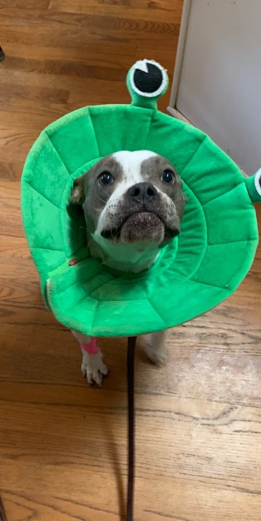 a dog with a green collar around its neck is looking at the camera