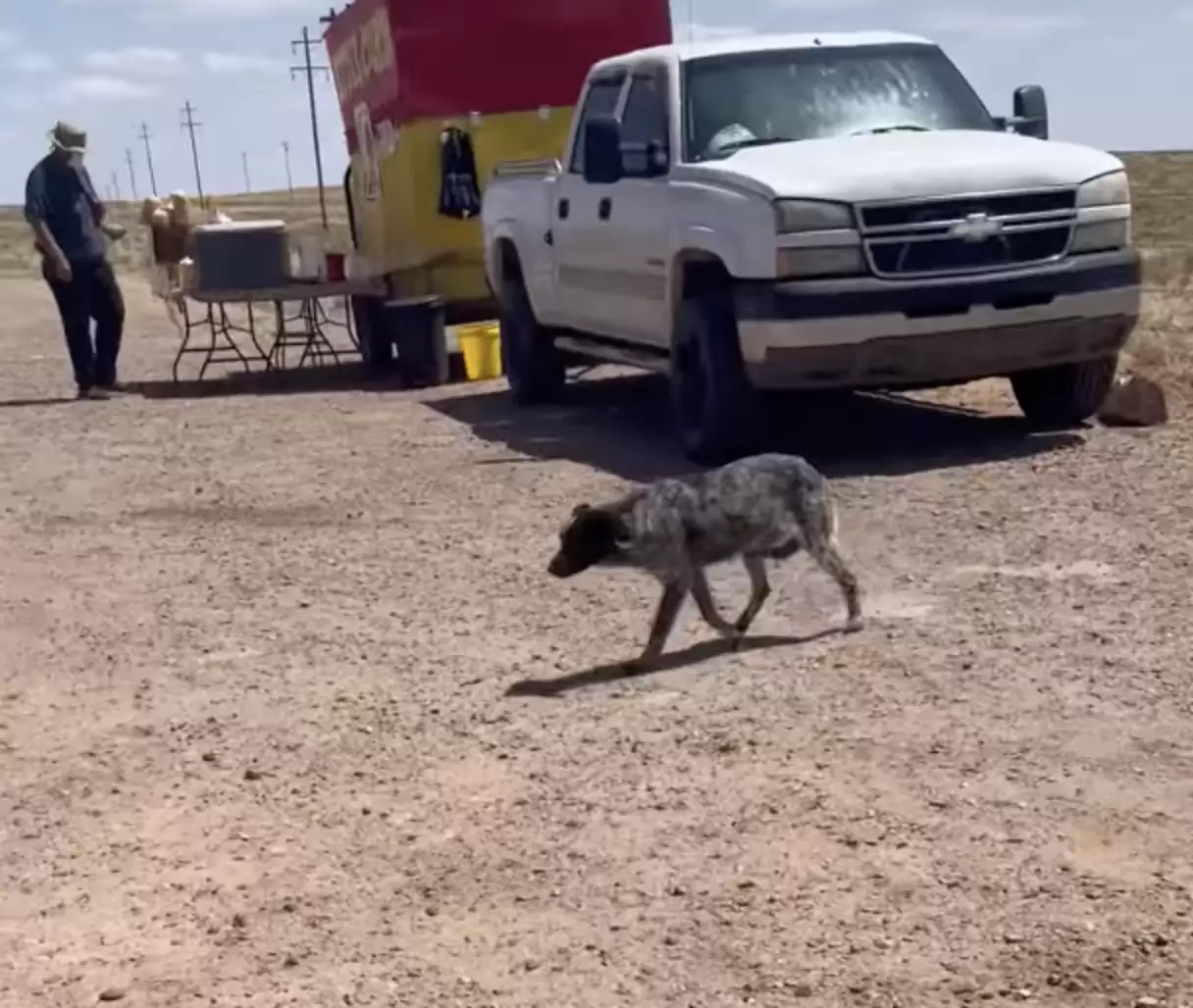 un perro perdido camina por la carretera