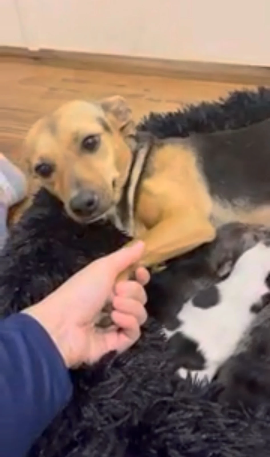 un hombre sostiene la pata de su perro