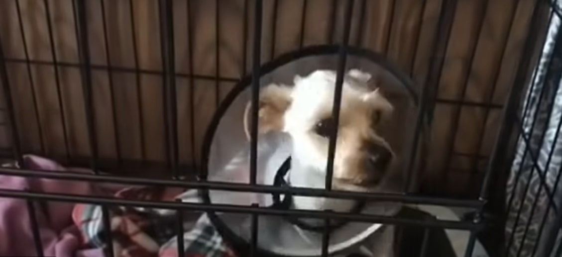 a puppy in a cage with a collar around its neck