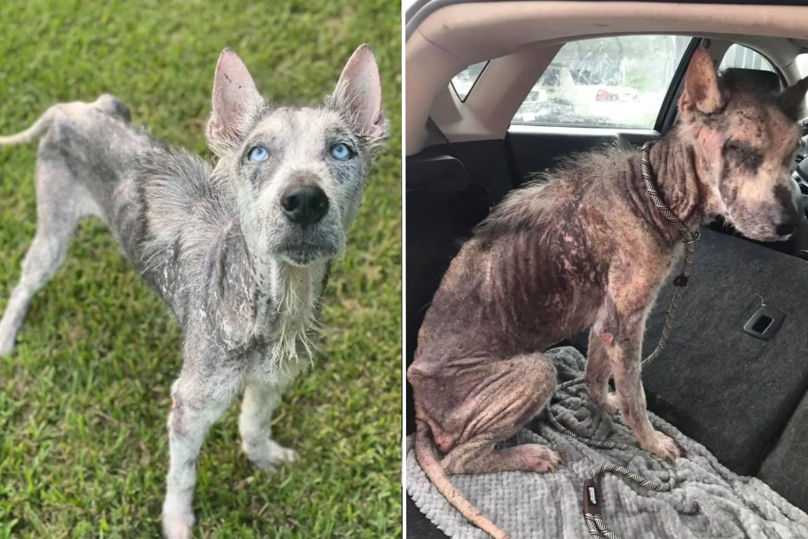 un perro rescatado con los ojos más bonitos