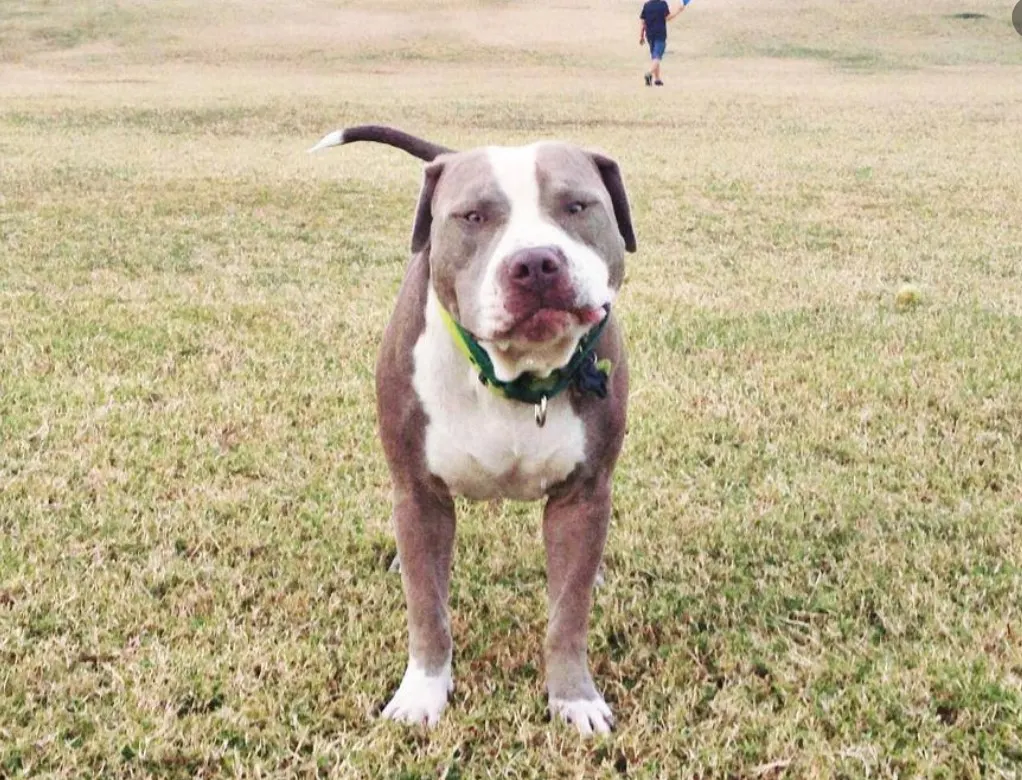 a rescued pit bull stands on the lawn and looks at the camera