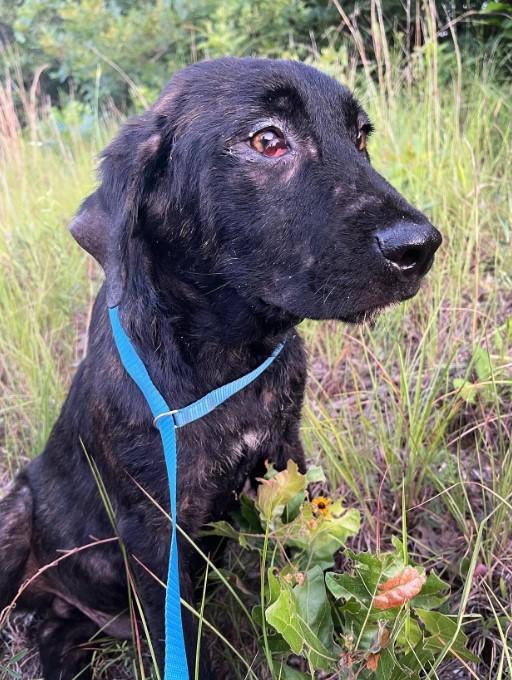 a sad dog left in the middle of nowhere