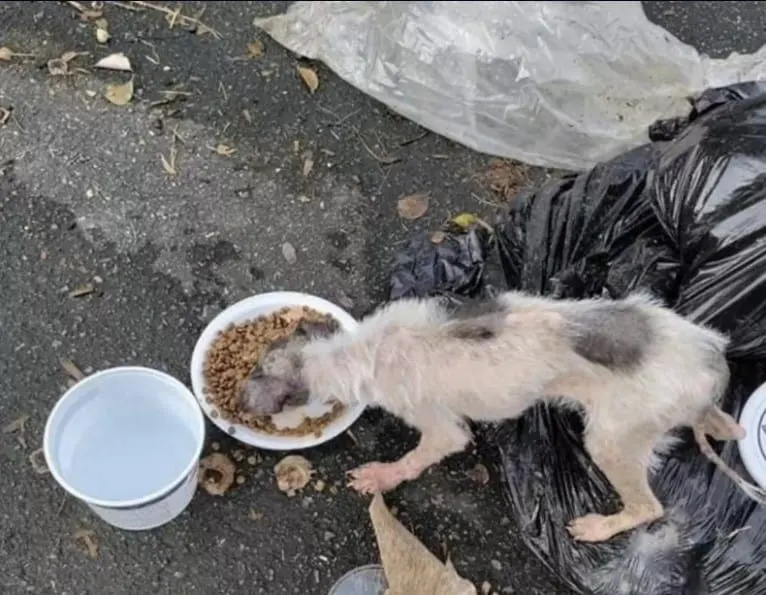 a stray dog eats food from a plate